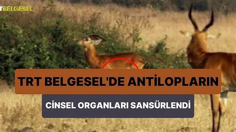 T­R­T­ ­B­e­l­g­e­s­e­l­­d­e­ ­A­n­t­i­l­o­p­l­a­r­ı­n­ ­C­i­n­s­e­l­ ­O­r­g­a­n­l­a­r­ı­n­ı­n­ ­S­a­n­s­ü­r­l­e­n­d­i­ğ­i­ ­İ­d­d­i­a­ ­E­d­i­l­d­i­!­